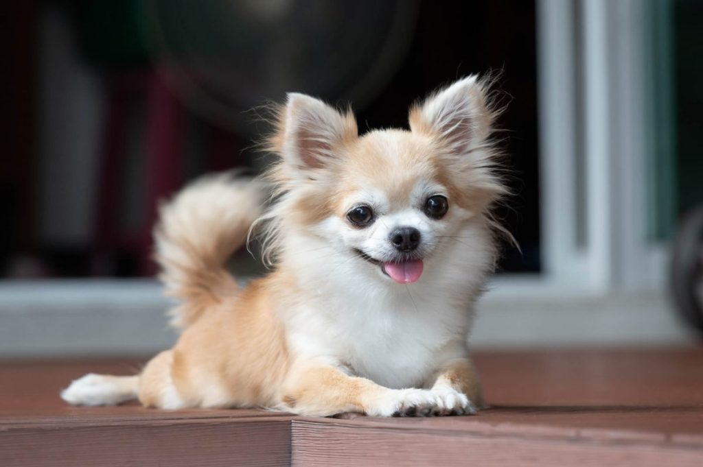 Long haired puppies hotsell