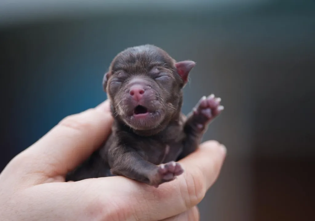 Newborn Chihuahua puppy in human’s hand.