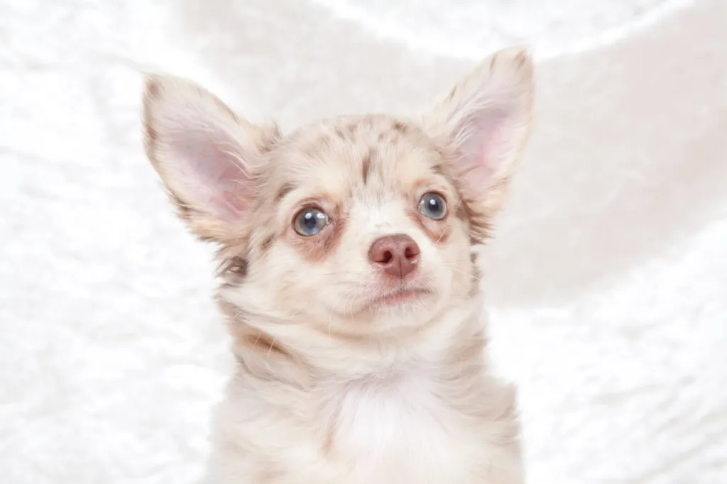 Beautiful young Chihuahua.