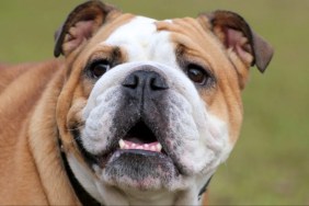Closeup of English Bulldog breed, similar to the burnt dog adopted by the Osbourne family.