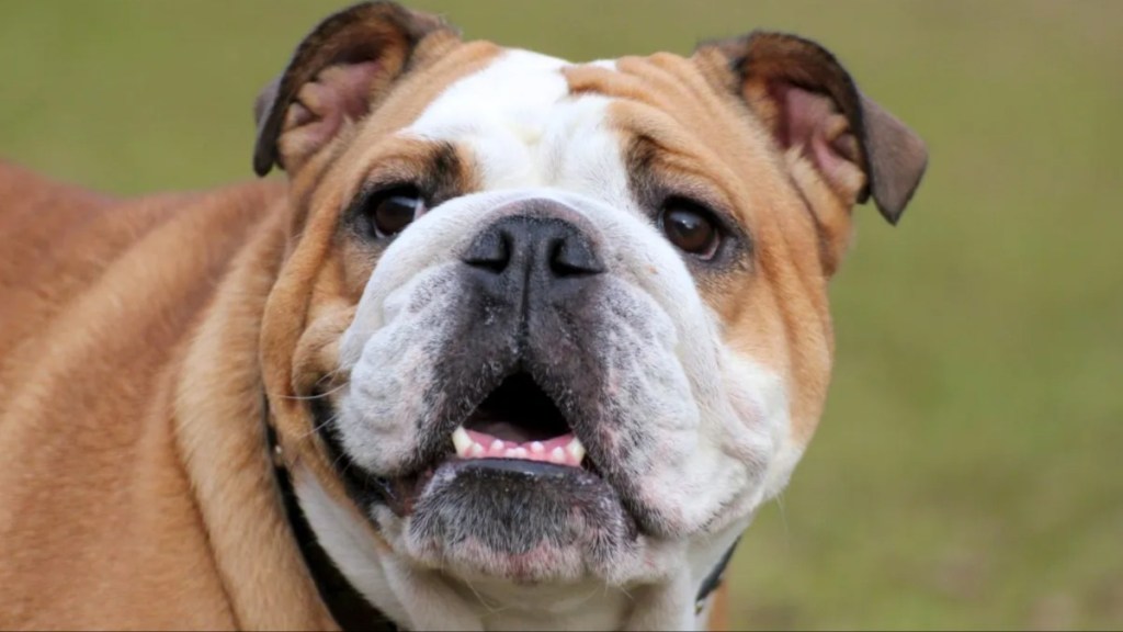 Closeup of English Bulldog breed, similar to the burnt dog adopted by the Osbourne family.