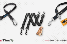 best seat belt for dogs