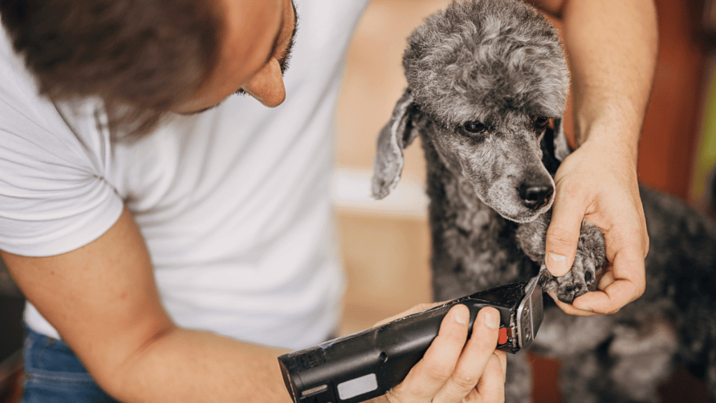 Clipping Dog Hairs