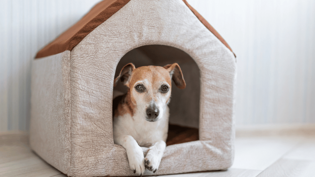 indoor dog house