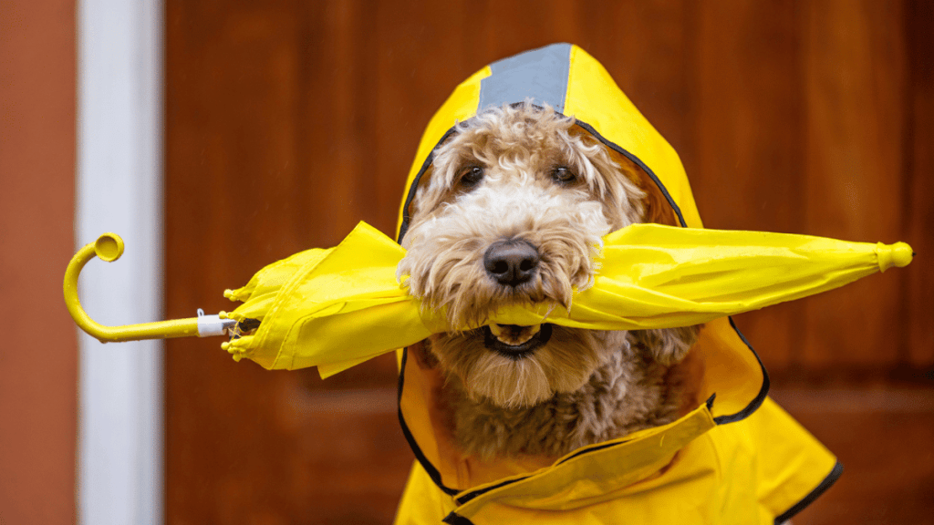 best raincoat for dogs