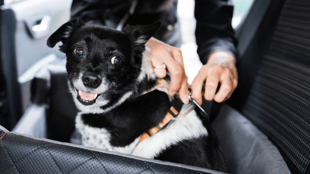 dog wearing seatbelt