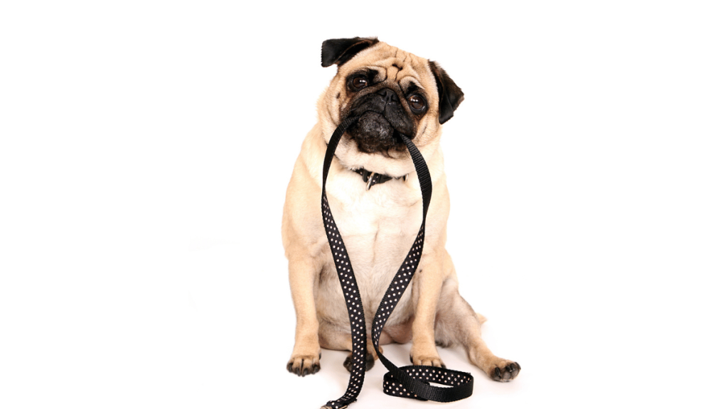 pug holding dog leash in mouth