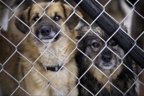 Homeless dogs locked in an animal shelter are waiting for adoption at the fence.