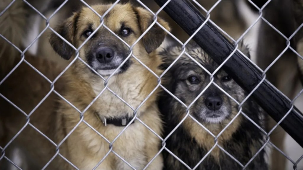 Homeless dogs locked in an animal shelter are waiting for adoption at the fence.