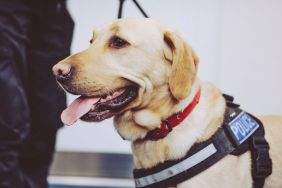 A Labrador Retriever working dog similar to the one who helped rescue a lost woman with dementia in Utah with some assistance from her barking pet dog.