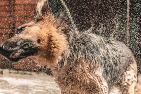 A German Shepherd, much like the lost dog rescued by a trooper in pouring rain in Kingsport, Tennessee, shaking out all the water after getting wet.