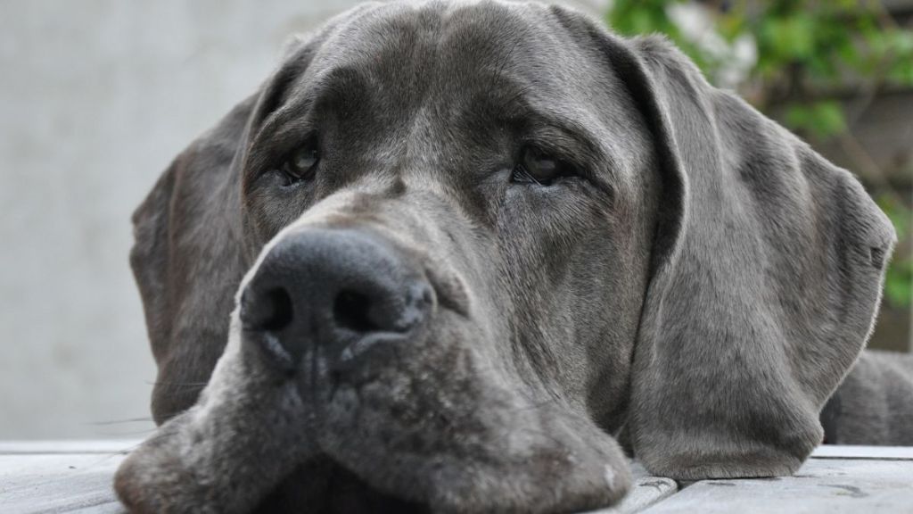 Blue Great Dane, similar to the third dog who died after staying at the PetSmart PetsHotel in Alexandria, Virginia, with her head resting on table.