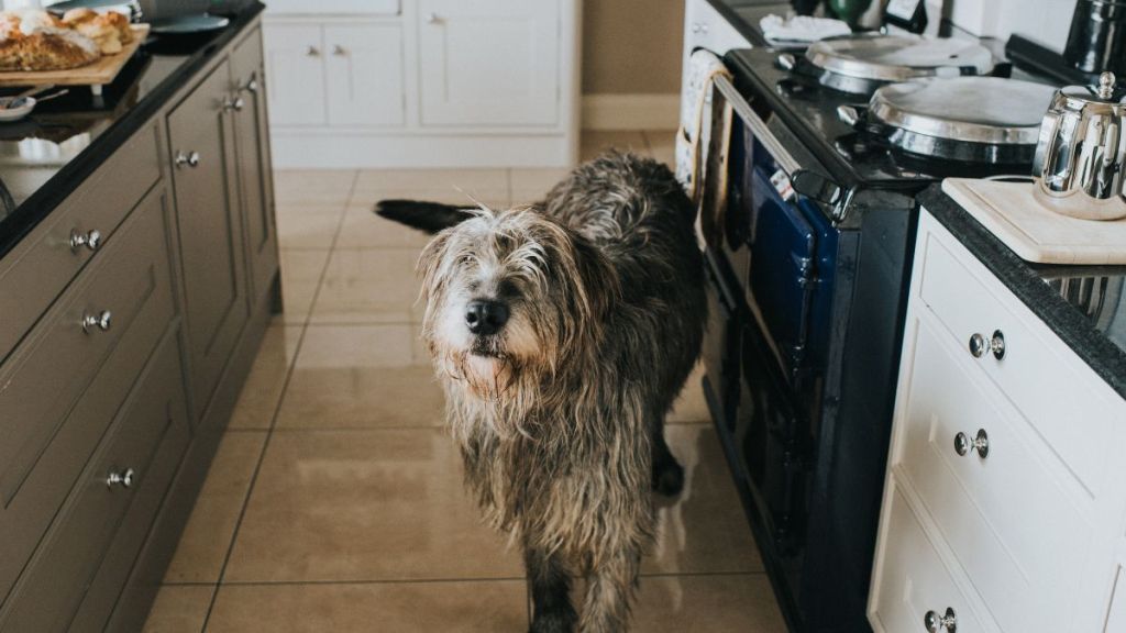 A beautiful grey adult Irish wolfhound walking through a clean, white, tiled kitchen. It walks between drawers, a kitchen island, and a stove, similar to the one a dog turned on in Colorado Springs, resulting in a house fire.