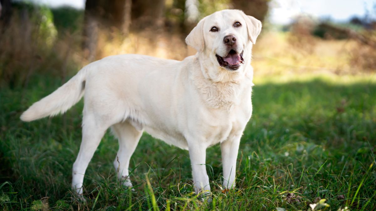 Texas Dog With Bowl Stuck on Her Head Finally Rescued