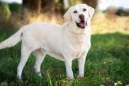 Cheerful Labrador Retriever, similar to the mixed breed dog with bowl stuck on his head in Manvel, Texas, in a lawn.