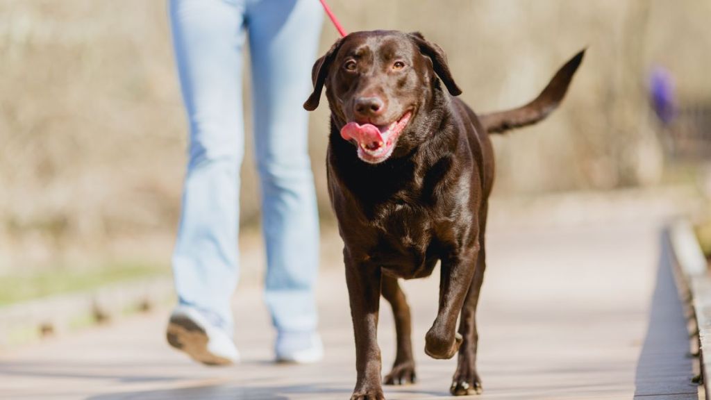 A purebred chocolate Labrador Retriever, similar to one of the dogs that died due to heat stroke while under care of pet sitter in Houston, Texas, enjoying a walk outside on a sunny day in Portland Oregon in springtime.