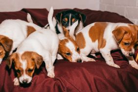 Cute Jack Russell Terrier puppies on a sofa, similar to some of the dogs saved by Florida rescue groups after reportedly being found in a gas station.