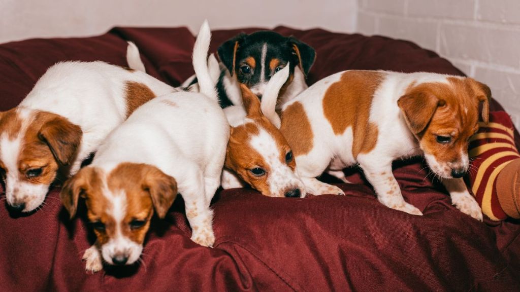 Cute Jack Russell Terrier puppies on a sofa, similar to some of the dogs saved by Florida rescue groups after reportedly being found in a gas station.