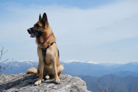 German Shepherd sits on big rock on top of cliff against background of blue sky and snowy mountain peaks on warm spring day. The dog looks similar to the one who went missing and was rescued after two weeks from the San Juan Mountains in Colorado.