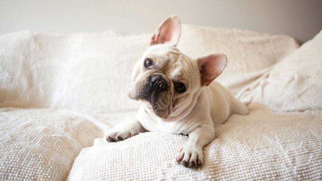 French Bulldog, similar to the one who died on an Alaska Airlines flight after overheating, lying down on sofa.