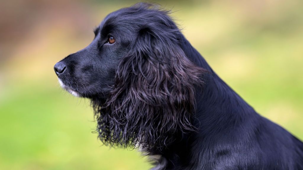 A beautiful black and white Cocker Spaniel, similar to six-legged mermaid dog, Ariel, who was recently adopted by UK surf instructors.