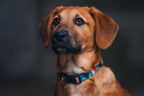 Adorable brown dog, similar to the rescue dog adopted by a nurse in Texas, against a black background.