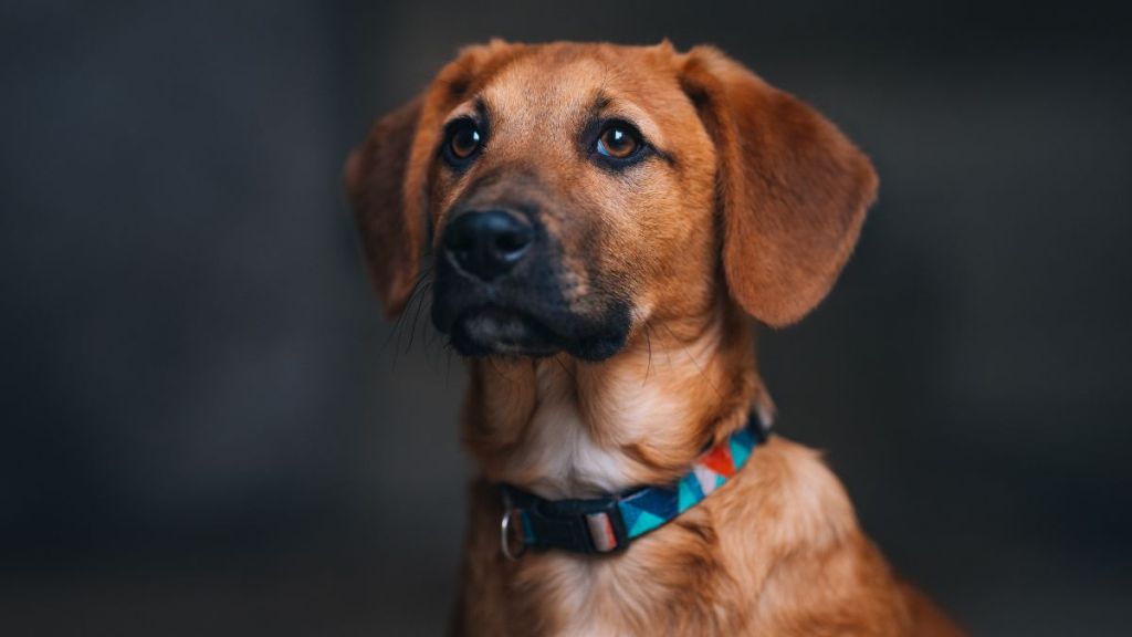 Adorable brown dog, similar to the rescue dog adopted by a nurse in Texas, against a black background.