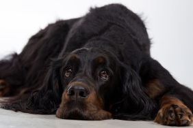 Gordon Setter, lying on the ground. The dog looks similar to the one who went missing in Orange County, Florida after getting scared of 4th of July fireworks and was hit by a car.