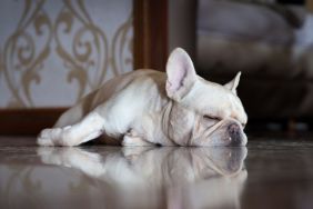 Horizontal shot of a cute sleeping male beige French Bulldog, similar to the dog who was stolen by a FedEx driver in North Carolina, on apartment floor.