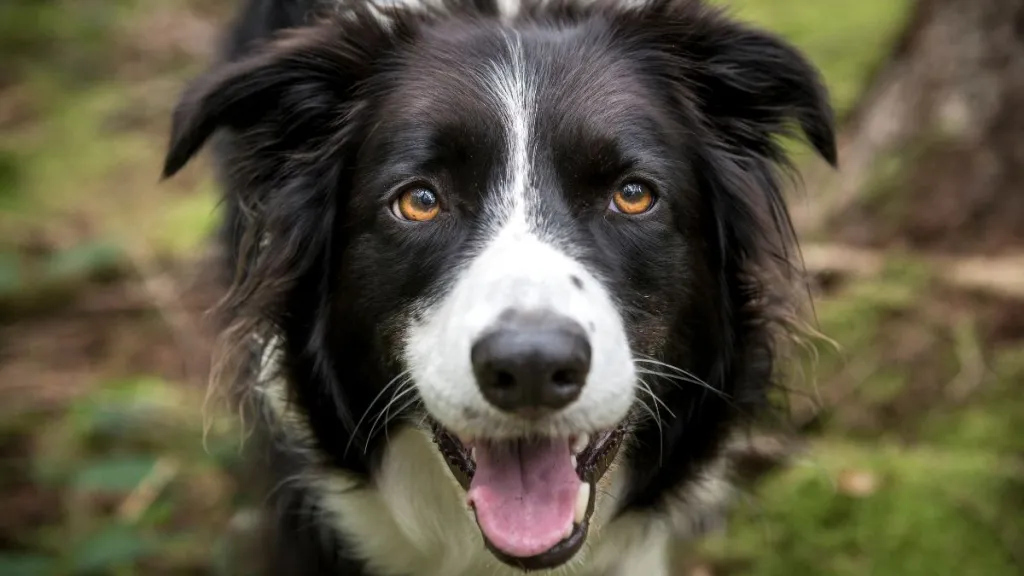 A black and white Border Collie, similar to the dog who died at the groomers in New Jersey, outdoors in the woods.