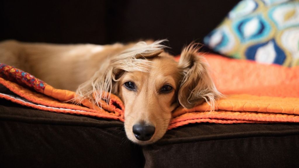 Long haired dachshund, similar to the dog the bride surprised the groom with during first look on their wedding day, looking at camera sleepily.