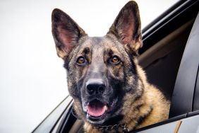 German Shepherd dog, similar to the one saved and adopted by a police officer in Indiana, leaning out of a car window.