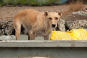 Dog abandoned in a dumpster, similar to the one who was rescued from euthanasia by a South Carolina rescue.