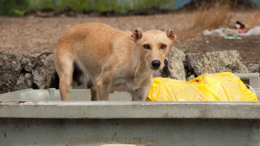Dog abandoned in a dumpster, similar to the one who was rescued from euthanasia by a South Carolina rescue.
