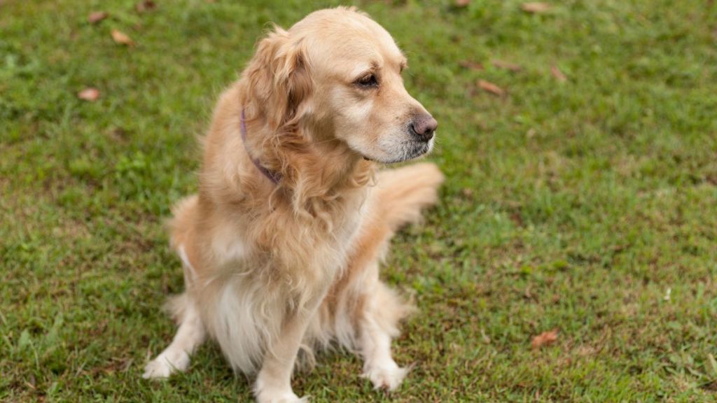 Beautiful Golden Retriever with only 3 legs, similar to some of the dogs at the Tri-Pawed Picnic in San Francisco, California, which broke record for largest gathering of three-legged canines.
