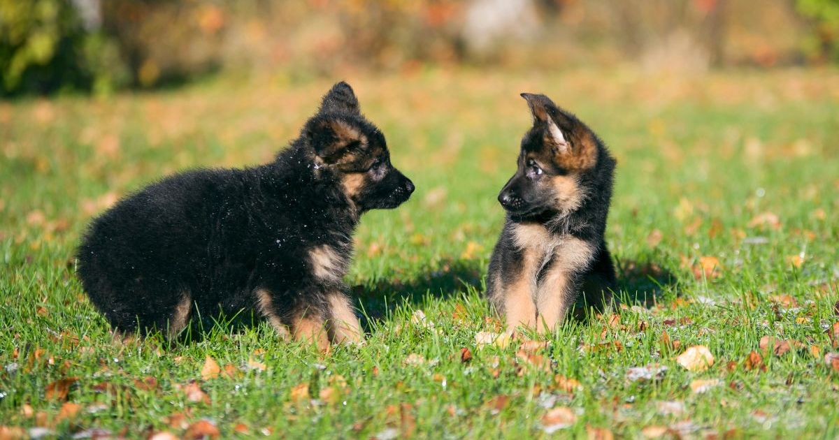 4 German Shepherd Mix Puppies Abandoned at Georgia Church