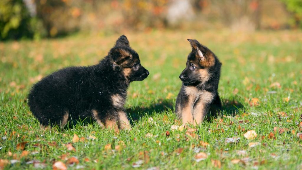 German Shepherd puppies, similar to the ones abandoned in a local church in Haralson County, Georgia, playing together.