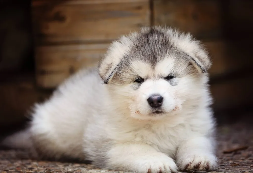 Mini alaskan malamutes hotsell