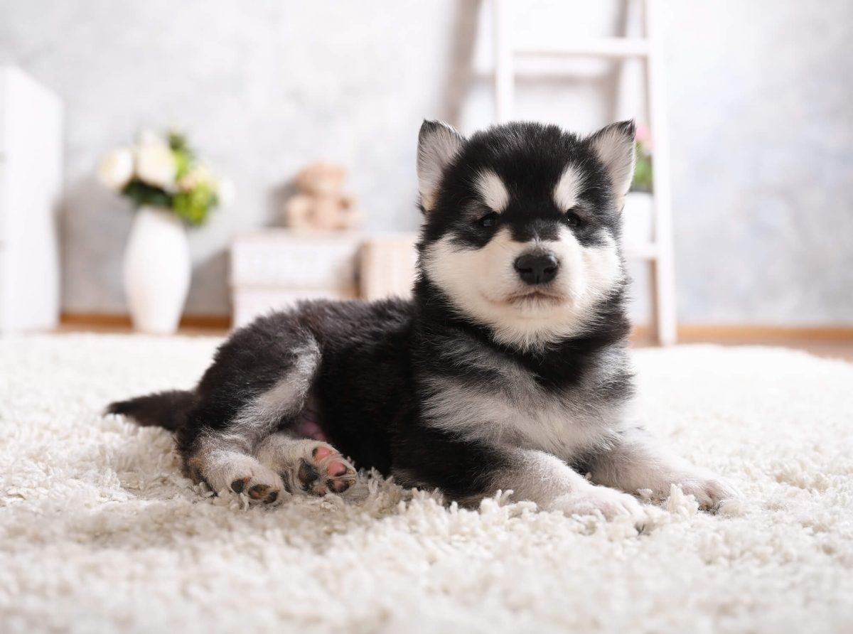 Alaskan Malamute Puppy Pictures and Facts