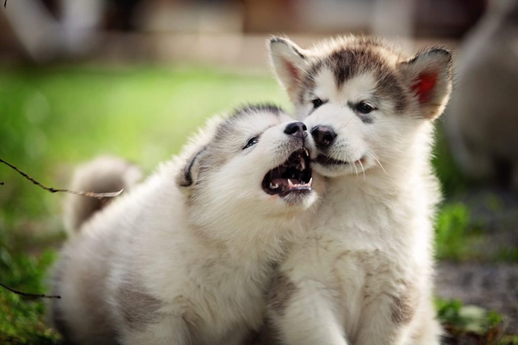 Two playful Alaskan Malamute puppies.