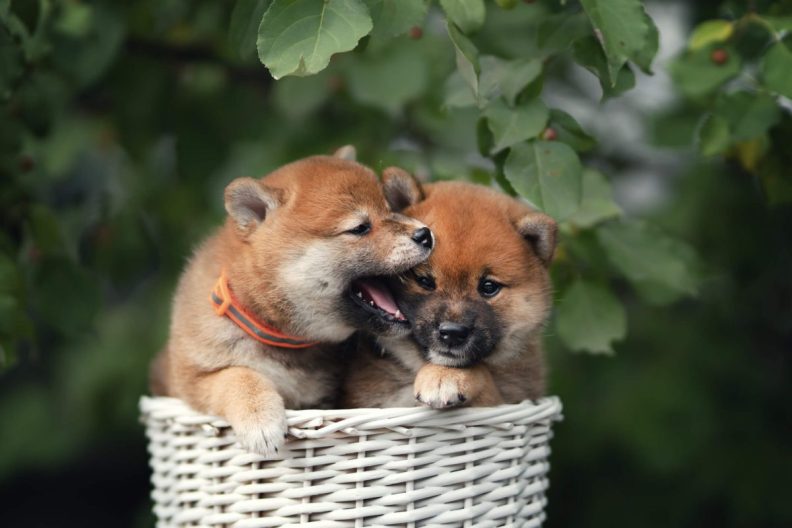 Two Shiba Inu puppies in a basket.