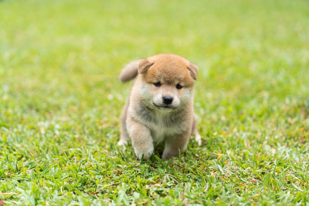 Shiba Inu puppy running on grass.