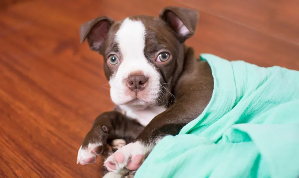 Seal Boston Terrier puppy.