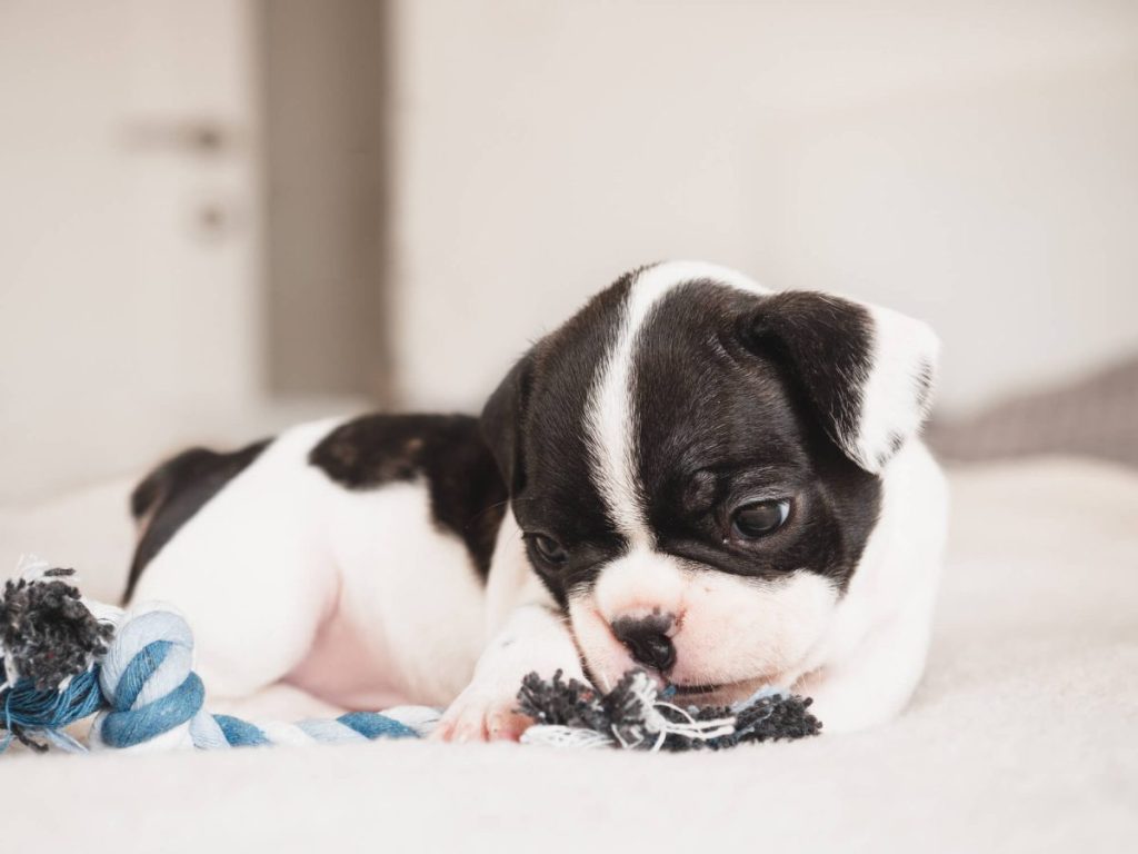 Boston Terrier puppy biting on a toy.