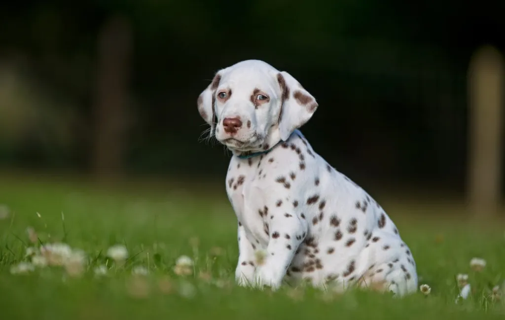 Dalmatian puppy with brown spots.