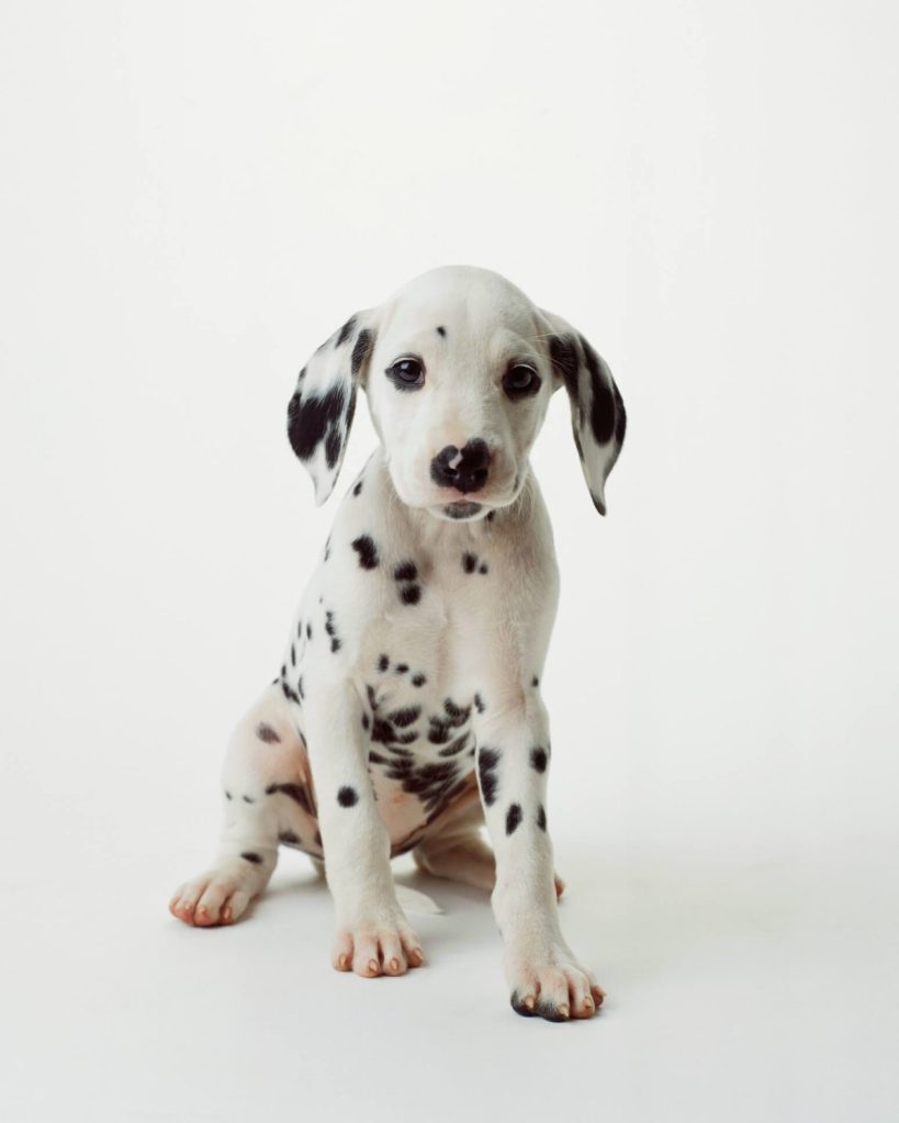 A Dalmatian puppy.