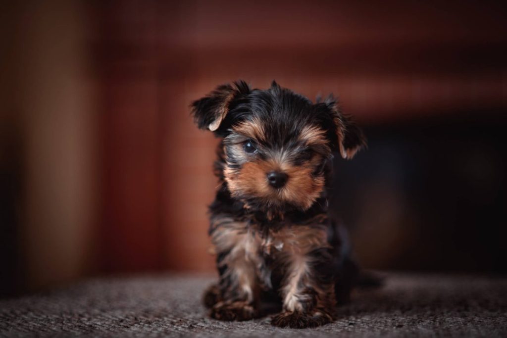 Yorkshire Terrier puppy near the fireplace.