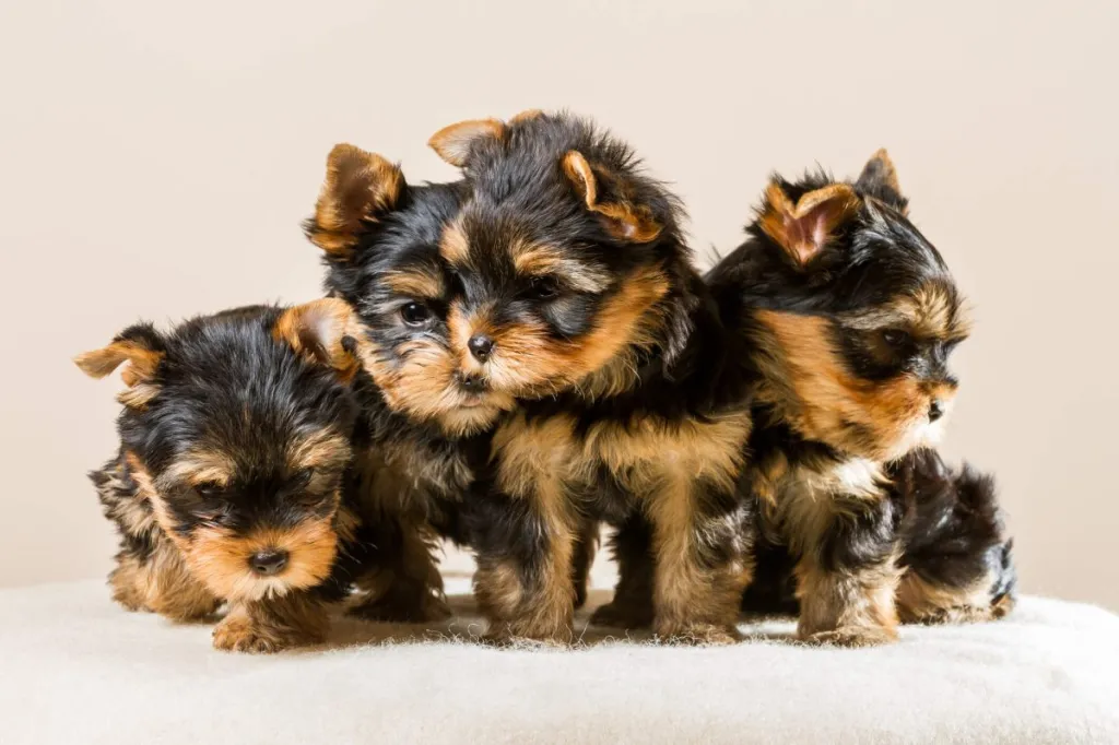 Four Yorkshire Terrier puppies.