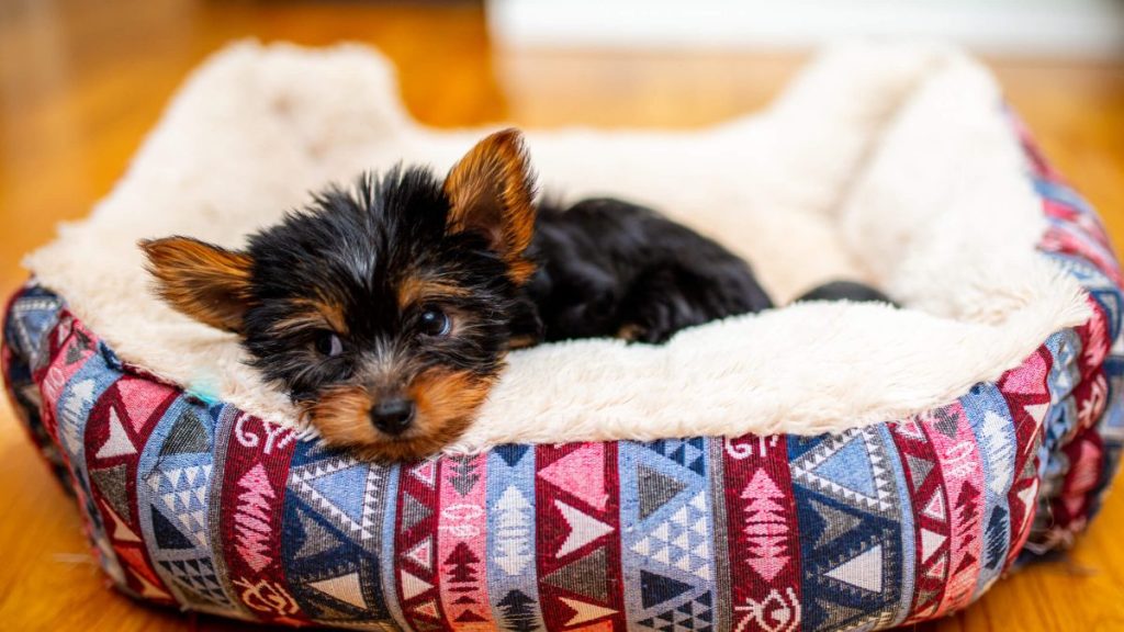 Yorkshire Terrier puppy in a dog bed.