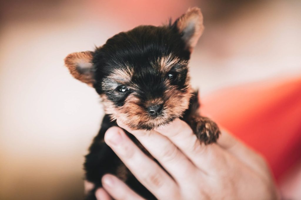 Tiny Yorkie puppy held in a human’s hand.